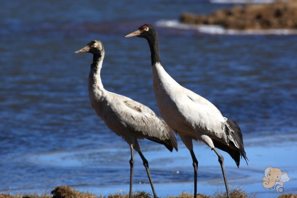 Black-necked crane